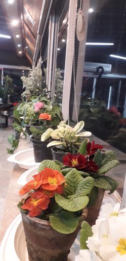 عکس رستوران و کافه سینگل قزل پارک 