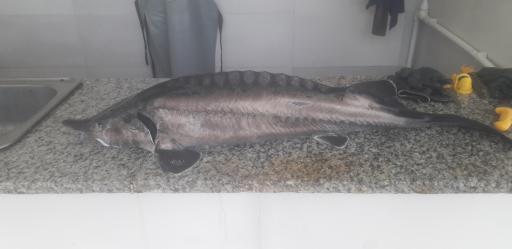 عکس رستوران و کافه سینگل قزل پارک 