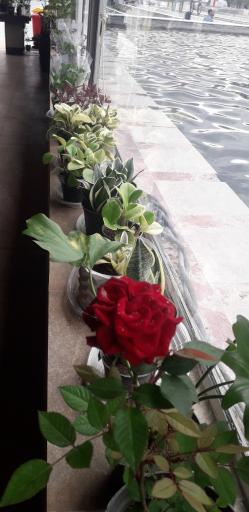 عکس رستوران و کافه سینگل قزل پارک 