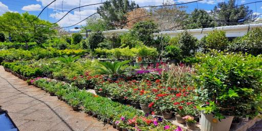 عکس گلخانه من