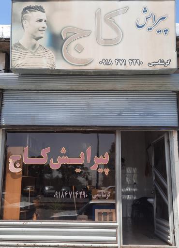 عکس پیرایش کاج