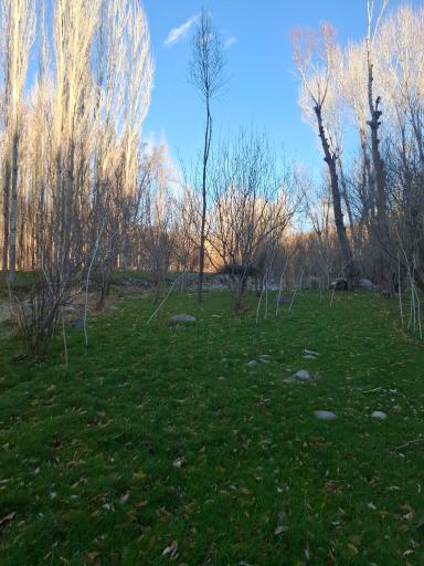 عکس قرمزی گل