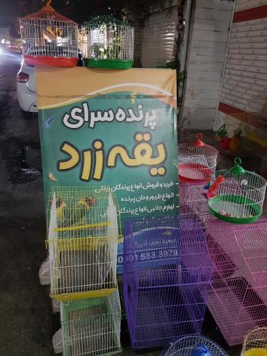 عکس پرنده سرای یقه زرد