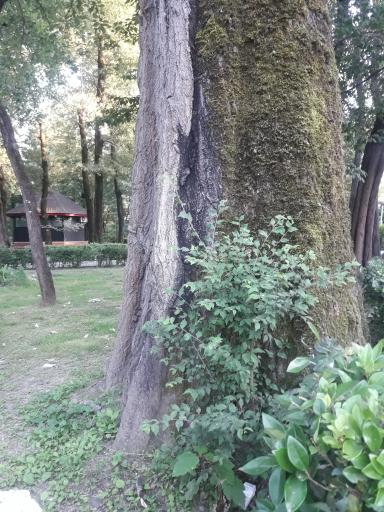 عکس بوستان ملت