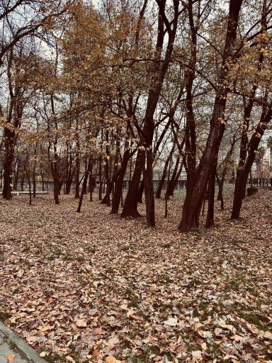 عکس بوستان ملت