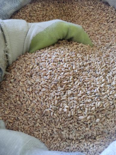 عکس خوراک دام پروانه