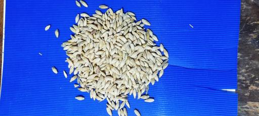 عکس خوراک دام پروانه