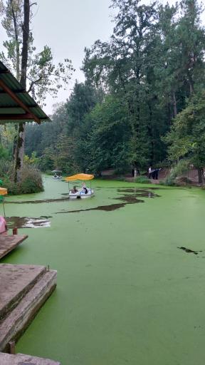 عکس پارک جنگلی و مرداب مصنوعی سبز سراوان (فاز ۲)