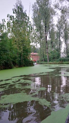 عکس پارک جنگلی و مرداب مصنوعی سبز سراوان (فاز ۲)