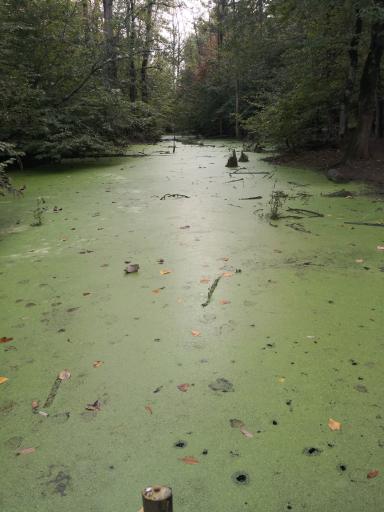 عکس پارک جنگلی و مرداب مصنوعی سبز سراوان (فاز ۲)