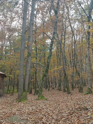 عکس پارک جنگلی و مرداب مصنوعی سبز سراوان (فاز ۲)