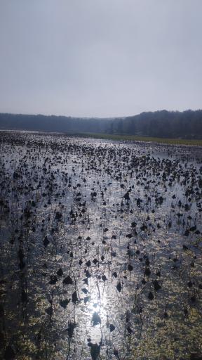 عکس پارک جنگلی و مرداب مصنوعی سبز سراوان (فاز ۲)