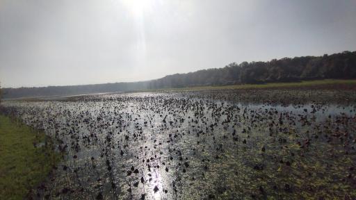 عکس پارک جنگلی و مرداب مصنوعی سبز سراوان (فاز ۲)