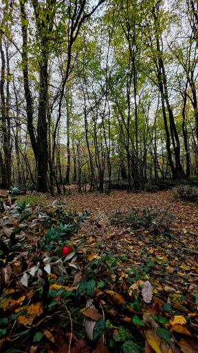 عکس پارک جنگلی و مرداب مصنوعی سبز سراوان (فاز ۲)