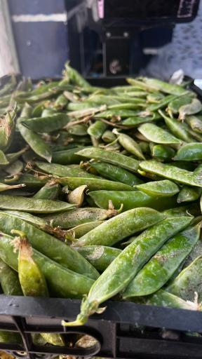 عکس میوه و تره بار اباذر