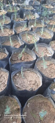 عکس نهالستان اداره کل منابع طبیعی