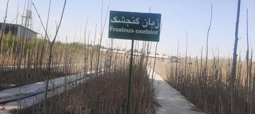 عکس نهالستان اداره کل منابع طبیعی