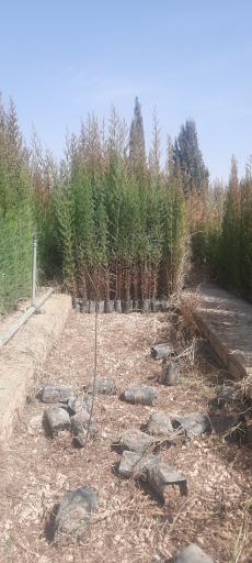 عکس نهالستان اداره کل منابع طبیعی
