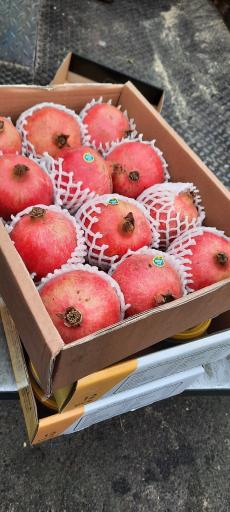 عکس میوه سرای کوکبی