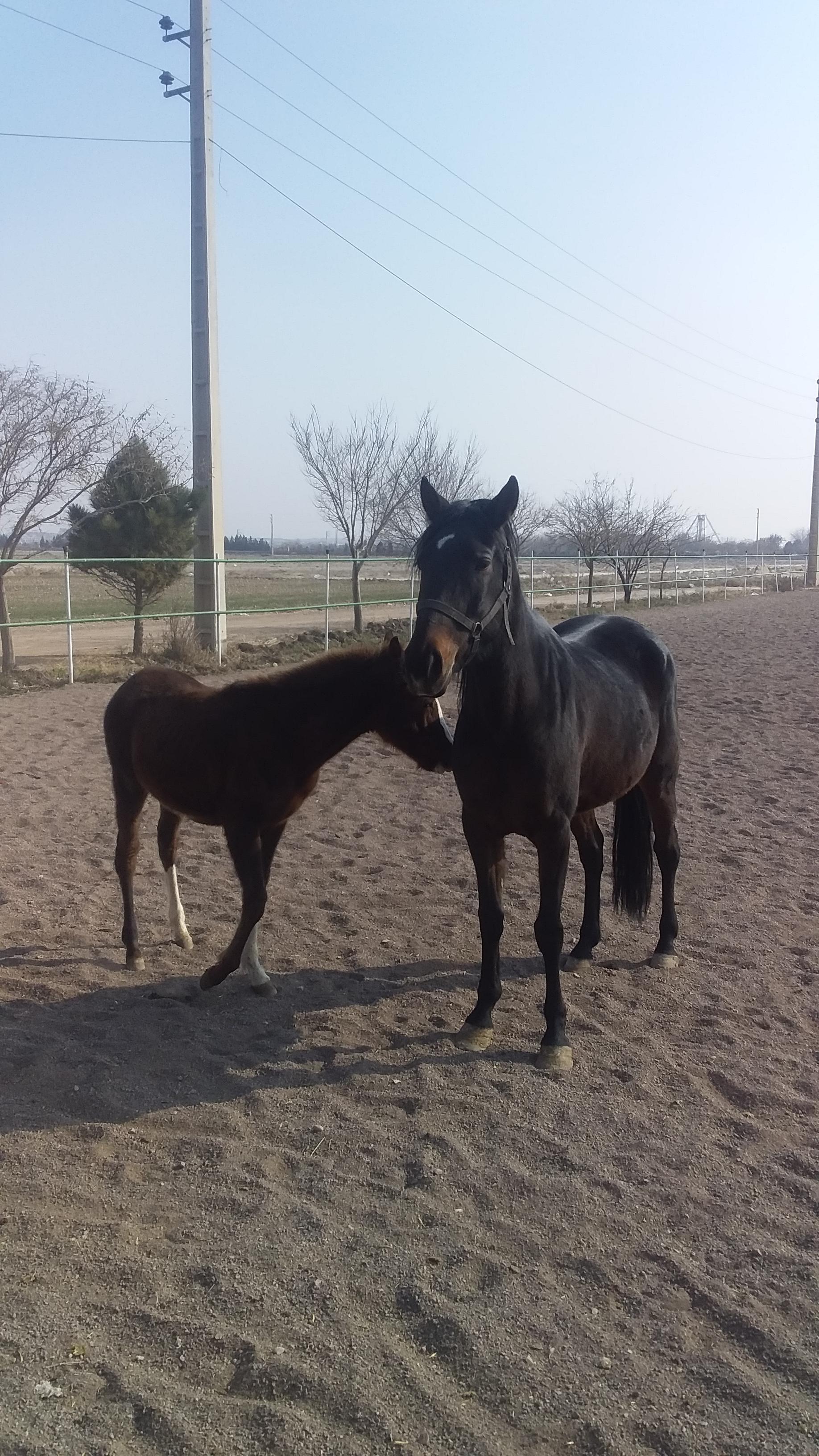 عکس باشگاه سوارکاری (پرورش اسب) آروان