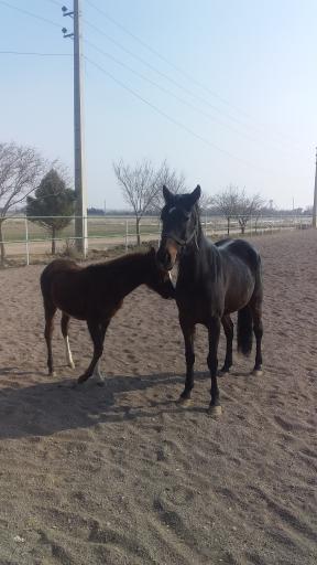 عکس باشگاه سوارکاری (پرورش اسب) آروان