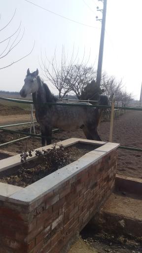 عکس باشگاه سوارکاری (پرورش اسب) آروان