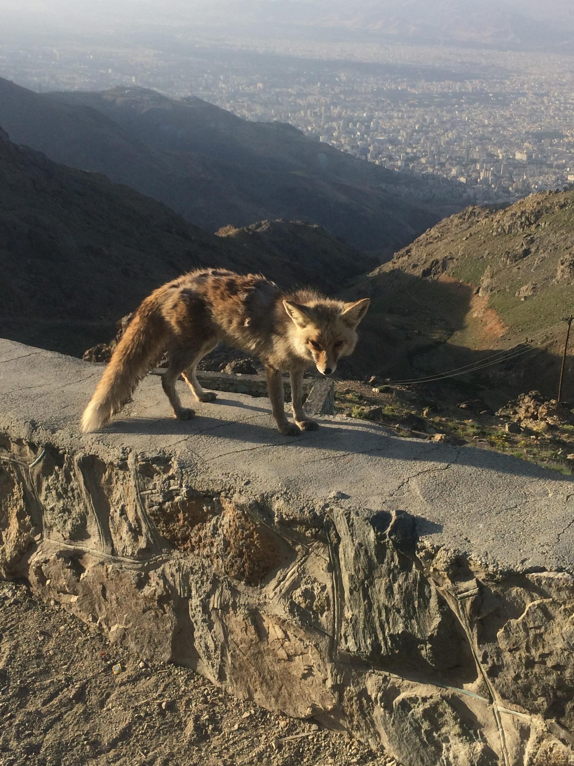 عکس ایستگاه ۷ توچال