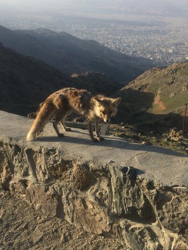 عکس ایستگاه ۷ توچال