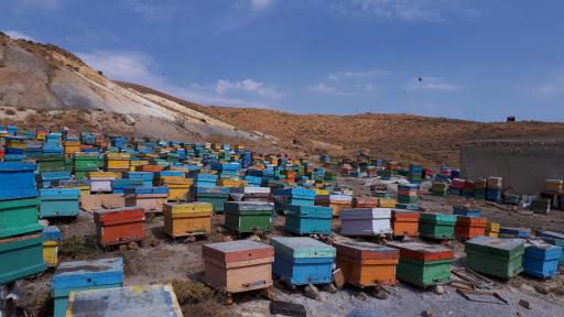 عکس عسل فروشی برداران یعقوبی