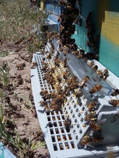 عکس عسل فروشی برداران یعقوبی