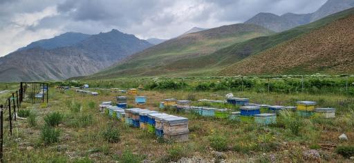 زنبورستان مهدی کلهر
