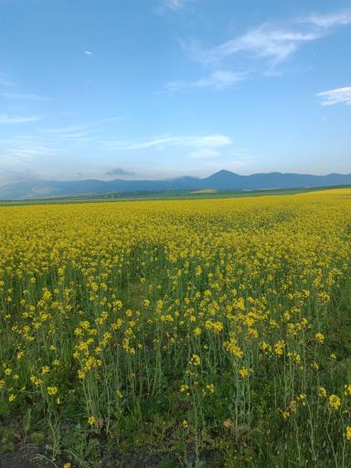 عکس آبی بیگلو