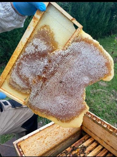 عکس عسل فروشی برداران یعقوبی