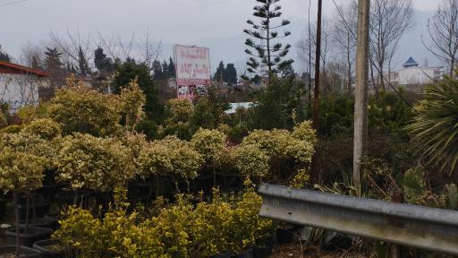 عکس گلکده پاسارگاد