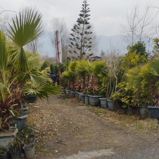 عکس گلکده پاسارگاد