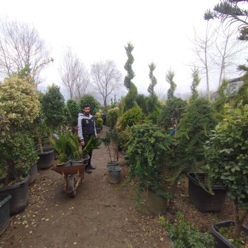 عکس گلکده پاسارگاد