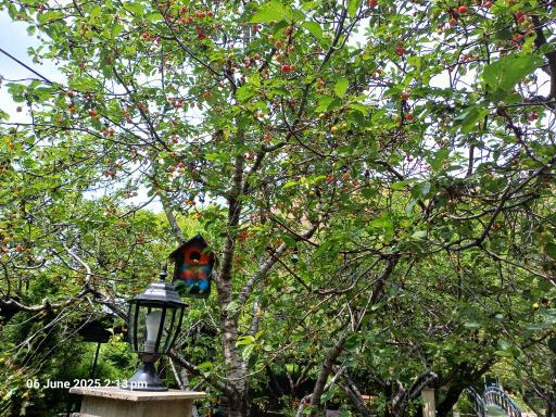 عکس رستوران و کافه سنتی نور