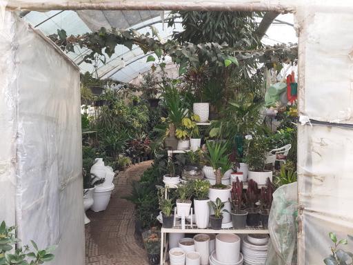 عکس کلکسیون گیاهان آپارتمانی ثروتی