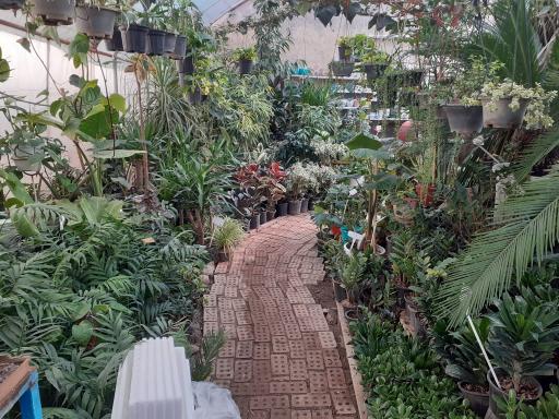 عکس کلکسیون گیاهان آپارتمانی ثروتی