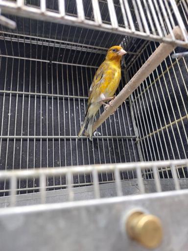 عکس سهره سهند