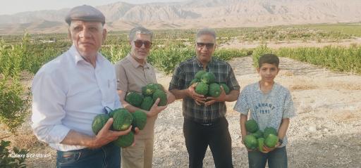 عکس جویم