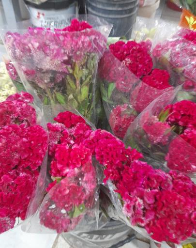 عکس بازار گل و گیاه پردیس فارس