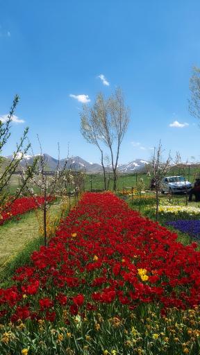 عکس مزرعه گل لاله اقدم