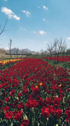 عکس مزرعه گل لاله اقدم