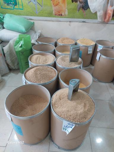 عکس دان مرغ چینه چین