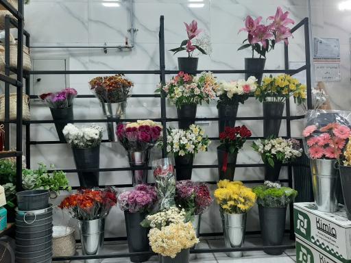 عکس رزاگل