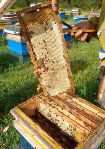 عکس عسل سبحان