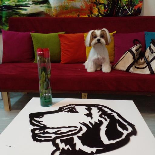 پانسیون و آرایشگاه حیوانات خانگی ویدپت VIDPET