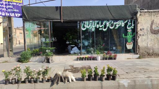 عکس باغ کاکتوس