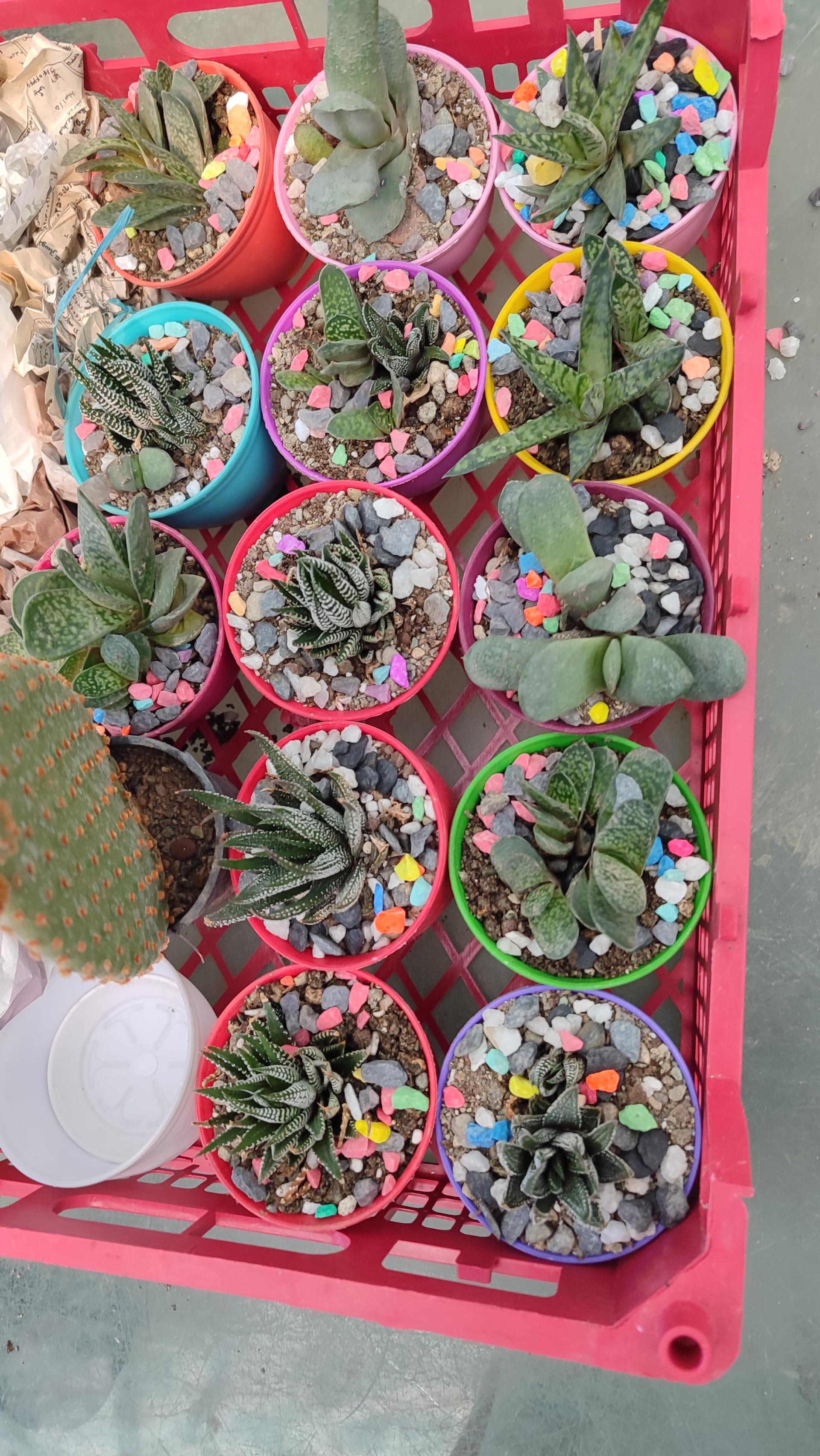 عکس باغ کاکتوس